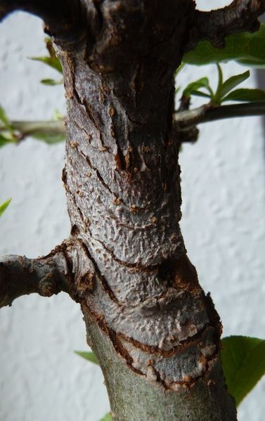 2014-02-25_Malus Zumi04.jpg