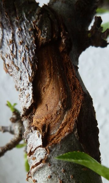 Die Rinde an der toten Stelle lässt sich in Platten abbrechen