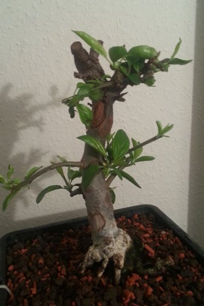 2014-02-25_Malus Zumi06.jpg