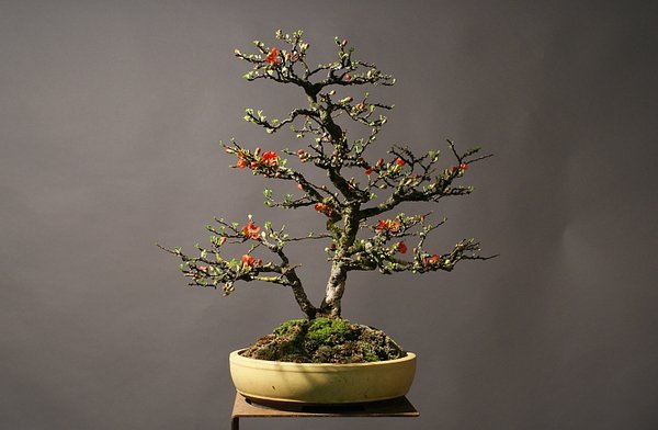 Chaenomoles japonica chojubai