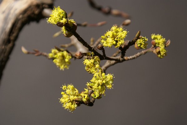 Blüte Cornus mas