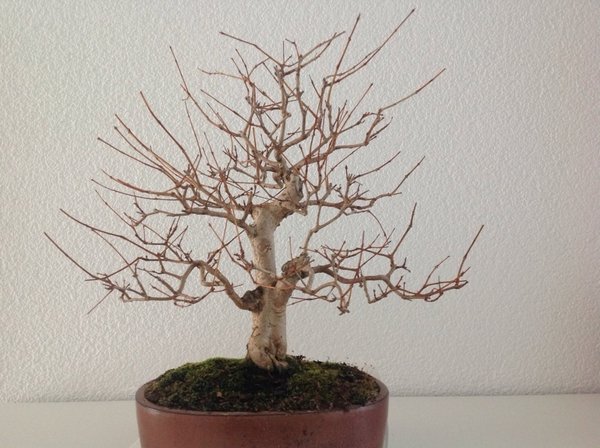 Ansicht von vorne