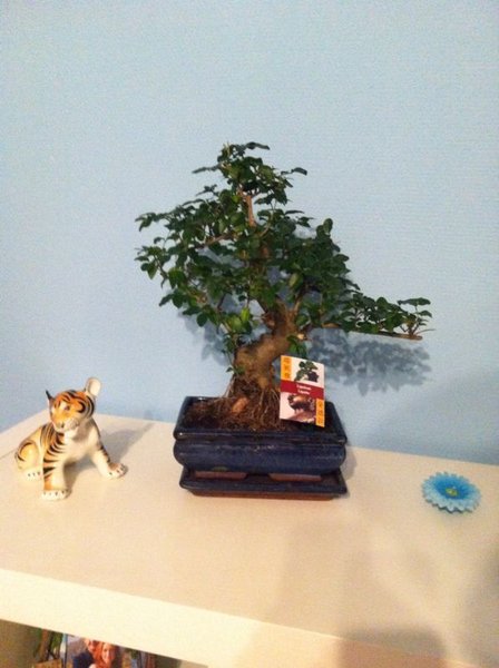 bonsai.jpg