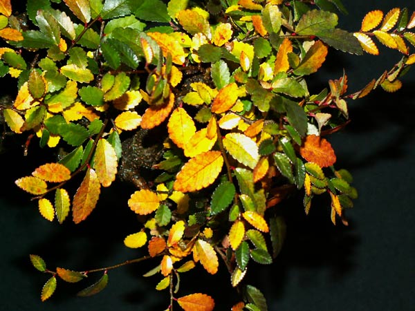 immerhin tolle Herbstfarben