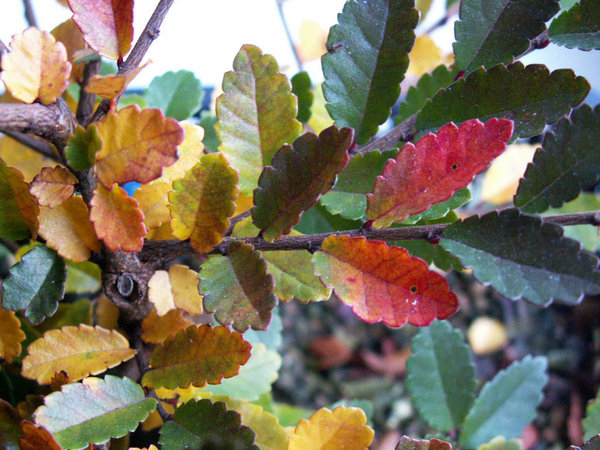 PICT0010.jpg