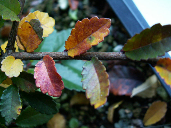 PICT0011.jpg