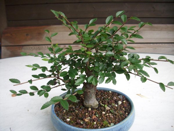 DSCI0023a.jpg
