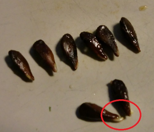 Die wollten wohl schon in der Frucht loslegen mit keimen...