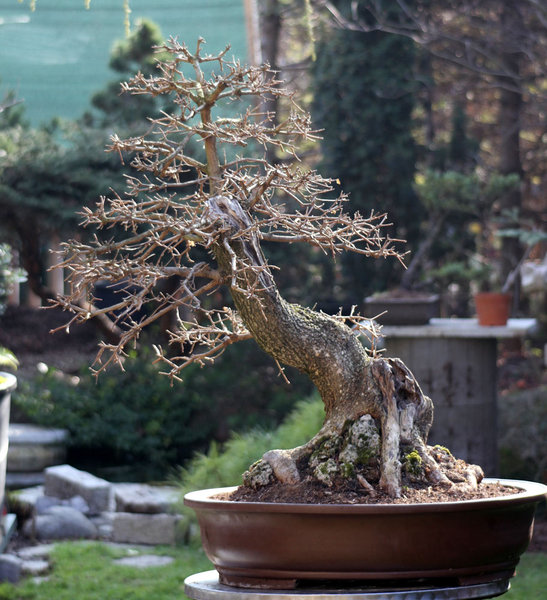 feldahorn-03-2014.jpg