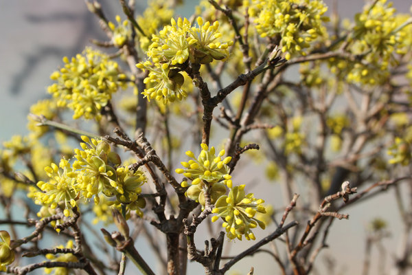 cornus-03-2014-01.jpg
