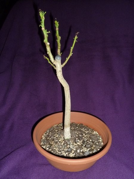 aktuelles Aussehen