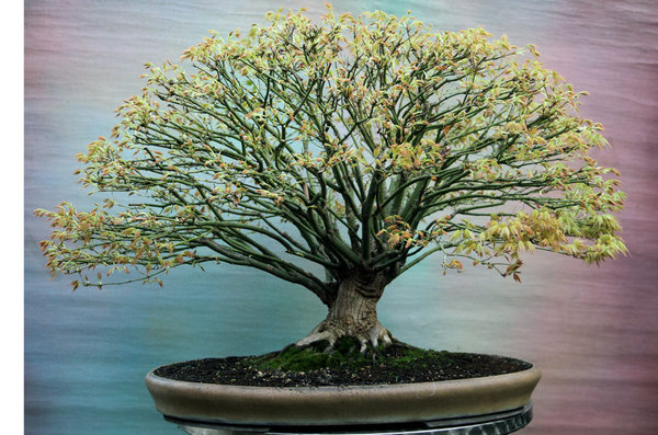 acer-palm.-03-2014-01.jpg