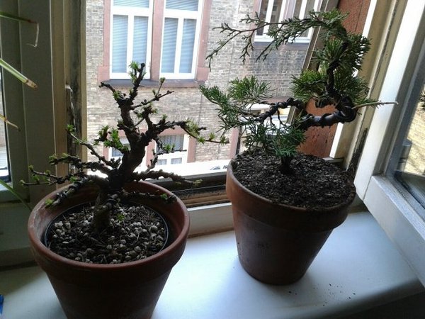 Bonsai 3.jpg