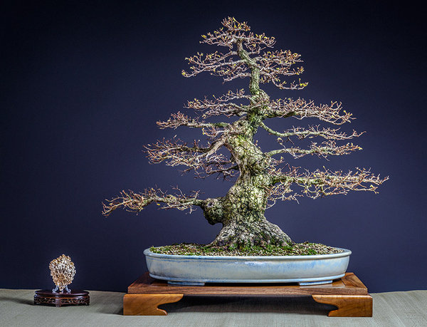 zelkova-FF.jpg