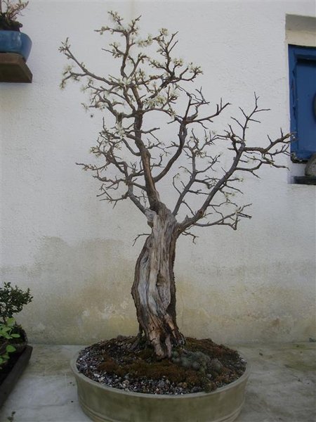 BlütenMärz14 (4) (Individuell).JPG