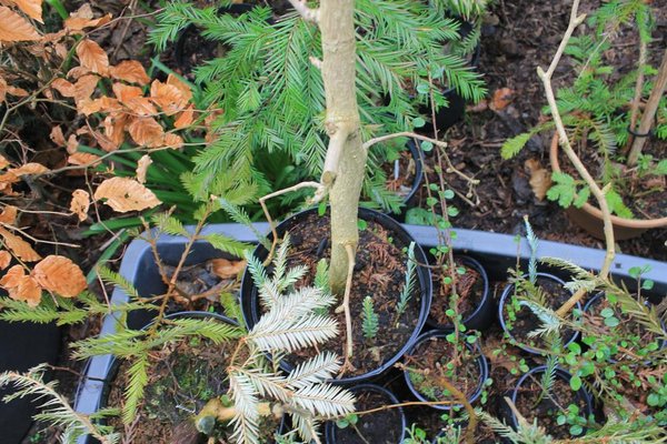 Ginkgo