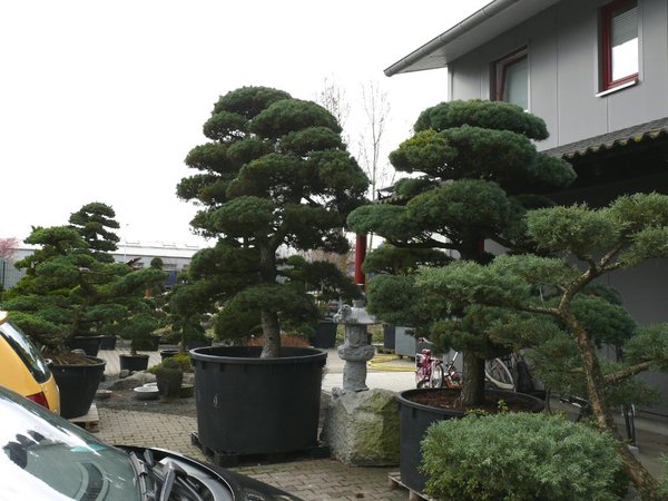 Beeindruckende Gartenbonsai vor dem Eingang