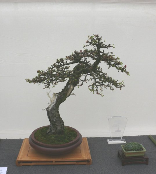 P1100003k.JPG