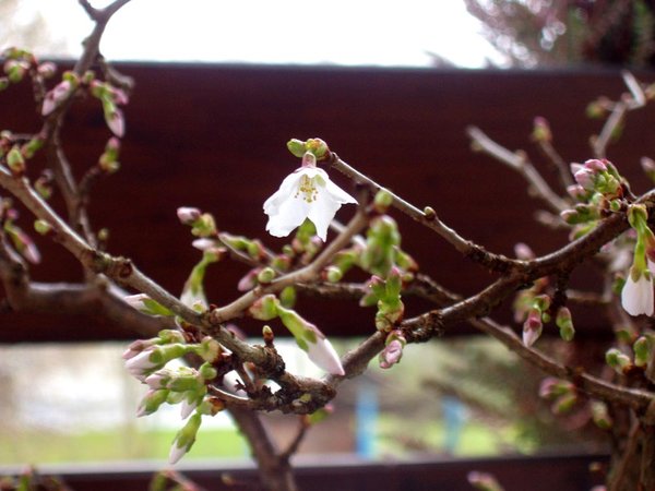 die erste geöffnete Blüte - und viele, viele weitere Blütenknospen