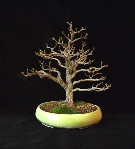 F-granatapfel-2014.jpg