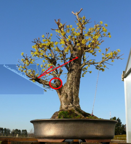 Cornus Heike 002.JPG