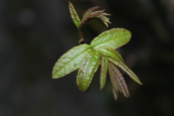 comp_IMG_2914.jpg