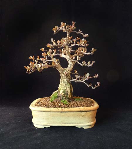 F-berberis-2014.jpg