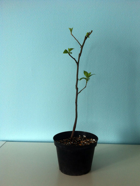 apfel2.jpg