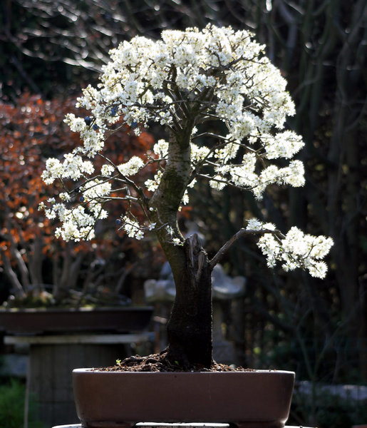 schlehe-03-2014.jpg