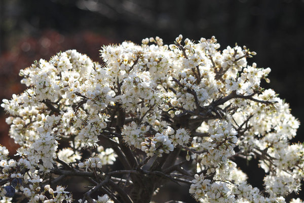 schlehe-03-2014.-1-jpg.jpg