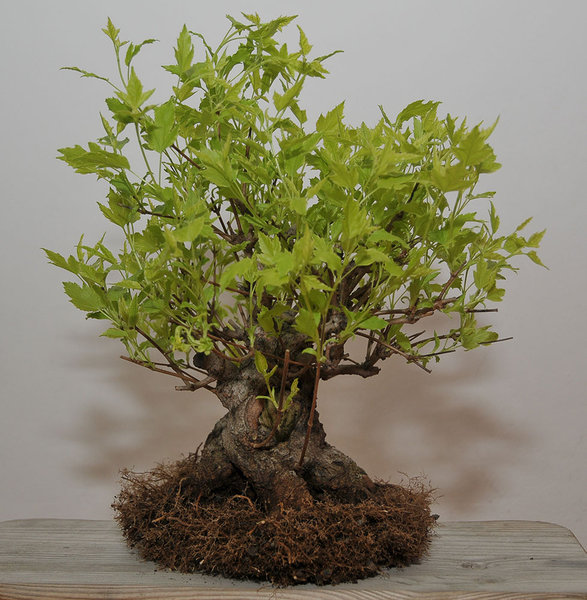 acer_ginnala_schmieda_0314_2.jpg