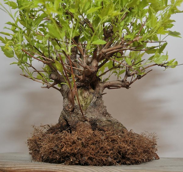 acer_ginnala_schmieda_0314_3.jpg