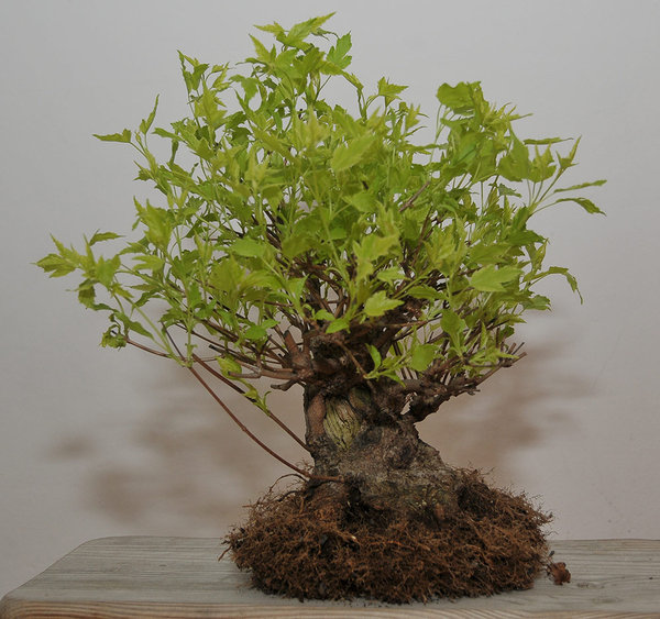 acer_ginnala_schmieda_0314_4.jpg