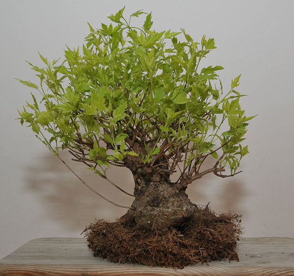 acer_ginnala_schmieda_0314_5.jpg