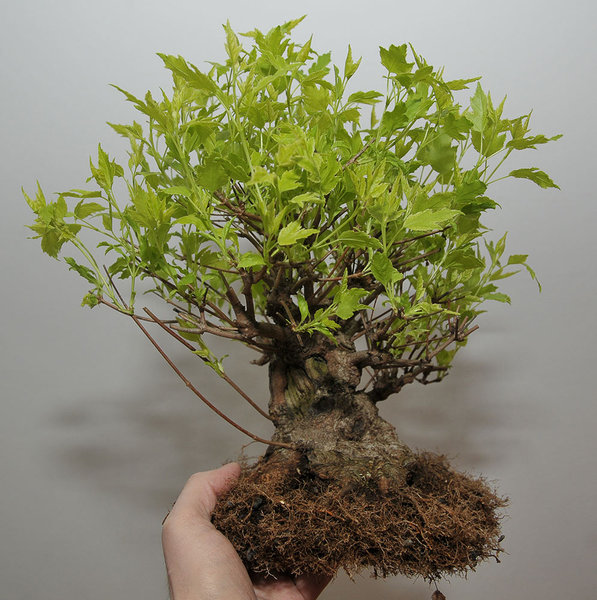acer_ginnala_schmieda_0314_6.jpg