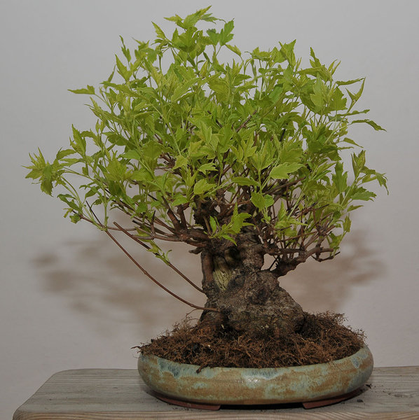 acer_ginnala_schmieda_0314_7.jpg