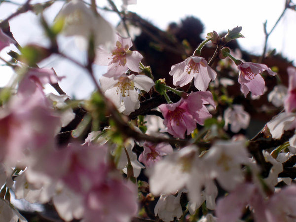 die Blüten sind erst weiß und werden allmählich rosa