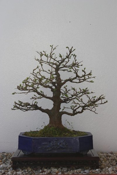 celtis 2014.jpg