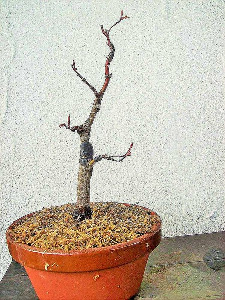 comp_comp_Ahorn-Shohin (2).jpg