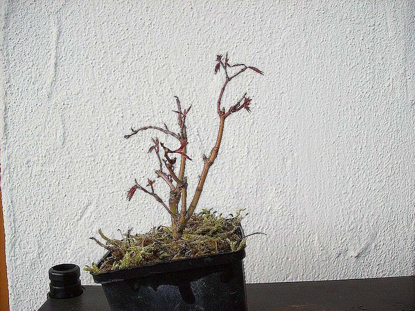 comp_comp_Ahorn-Shohin 2.jpg