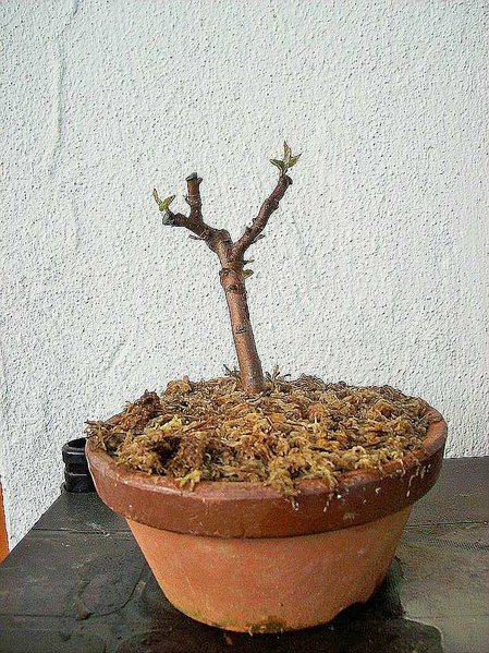 comp_comp_Apfel-Shohin.jpg