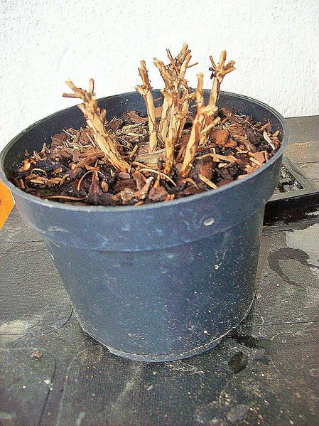 comp_comp_Azalle 9er Mehrfachstamm-Shohin.jpg
