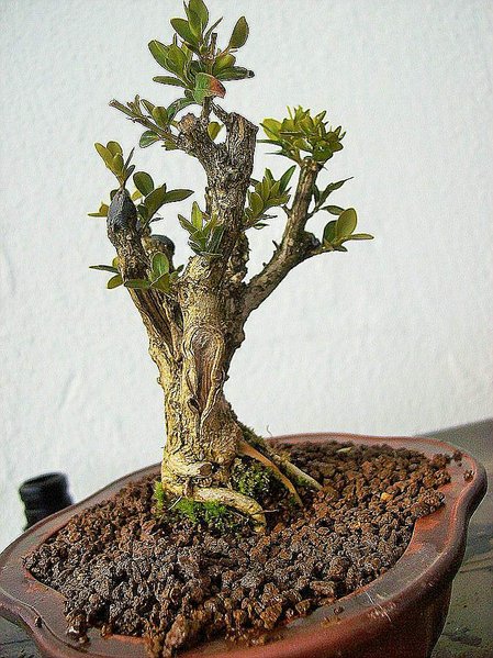comp_comp_Buchs-Shohin.jpg