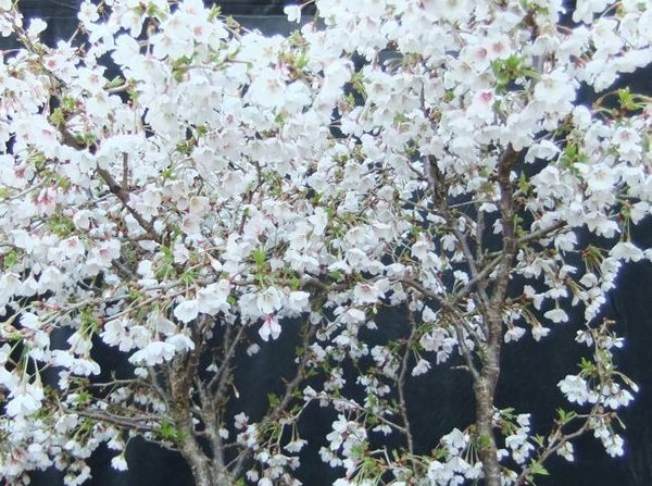 Prunus Incisa März14.jpg