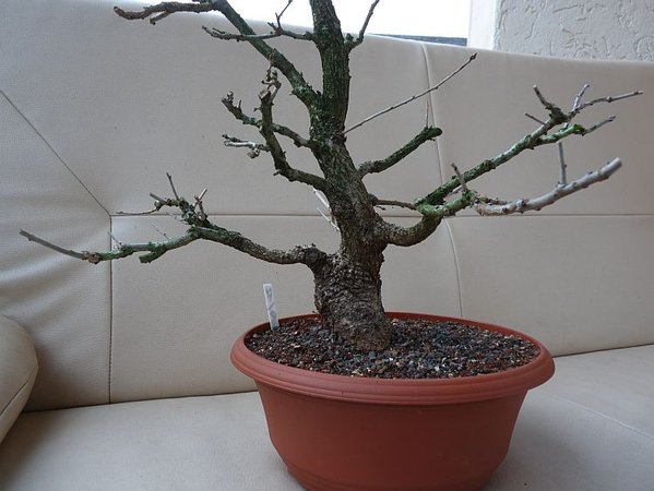 Eiche 2014 003.jpg
