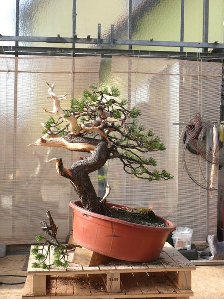 Mauros fertiger Demobaum, eine alte Pinus mugo. Absolut geniale Arbeit!