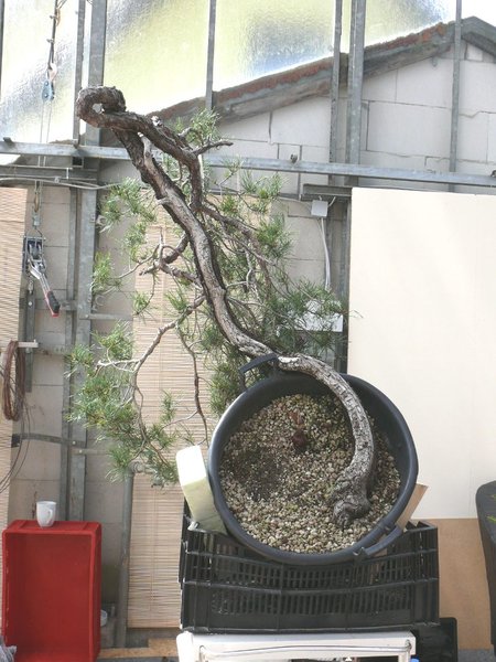 Tolle alte Waldkiefer mit spannendem Totholz an der Vorderseite.