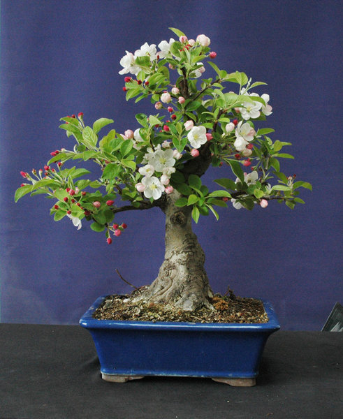 Apfel0414A.jpg