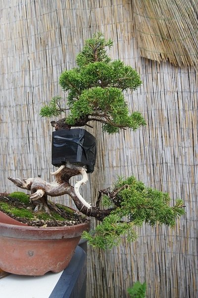 Abmooßen 2012