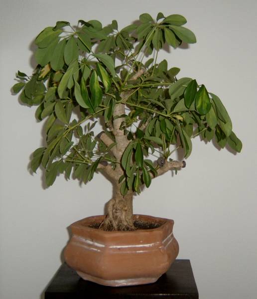 schefflera1.jpg